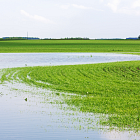 The impact of weather on food and farming
