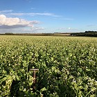 Harvest review from our farms manager