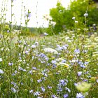 Greening rules scrapped to remove red tape for farmers 