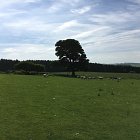 Joint venture opportunity to manage 1200 ewe flock