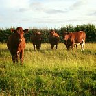 Environmental Funding - What does the future hold?