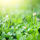 Securing environmental income as we transition to ELM
