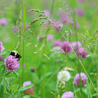 Applying for an environmental scheme